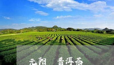 元阳 普洱茶/2023042859160